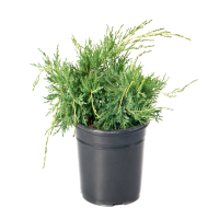 Ялівець середній Pfitzeriana Aurea купить