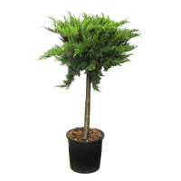 Можжевельник Вариета купить