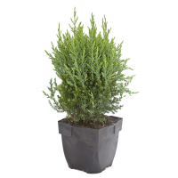 Можжевельник китайский Стрикта купить