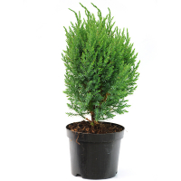 Можжевельник китайский Стрикта купить