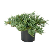 Можжевельник прибрежный Блю Пасифик купить