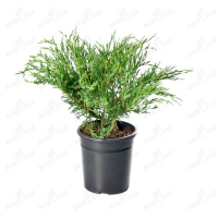 Ялівець мікс купить