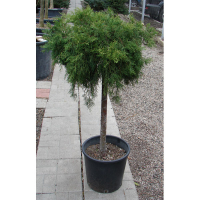 Можжевельник средний Олд Голд купить