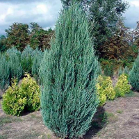 Можжевельник скальный Скайрокет купить