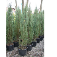 Можжевельник виргинский Скайрокет купить