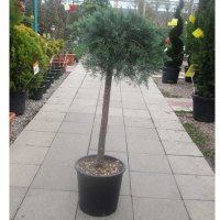 Ялівець віргінський 