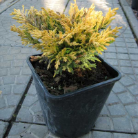 Можжевельник горизонтальный Лайм Глоу купить