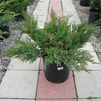 Можжевельник горизонтальный Андорра Компакт купить