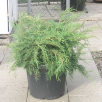 Ялівець середній 