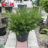 Можжевельник средний Минт Джулеп купить