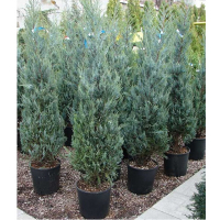 Ялівець Мунглоу купить