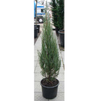 Можжевельник скальный Блю Эрроу купить