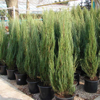 Можжевельник скальный Блю Эрроу купить