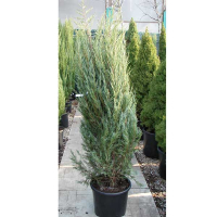 Можжевельник скальный Мунглоу купить