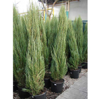 Можжевельник скальный Блю Эрроу купить