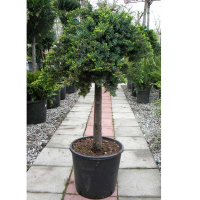 Можжевельник прибрежный Блю Пасифик на штамбе купить