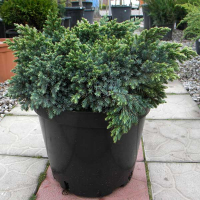 Можжевельник чешуйчатый Блю Стар купить