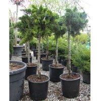 Ялівець козацький Тамарісціфолія купить