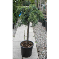 Можжевельник виргинский Грей Оул купить