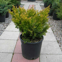 Можжевельник горизонтальный Лайм Глоу купить