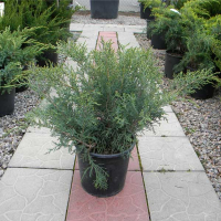 Ялівець віргінський 