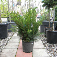 Можжевельник средний Минт Джулеп купить