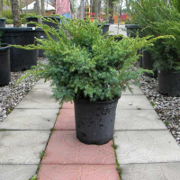 Ялівець лускатий 