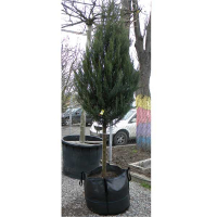 Можжевельник скальный Блю Эрроу купить