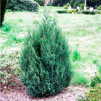 Можжевельник китайский Стрикта купить