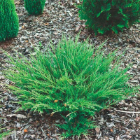 Можжевельник горизонтальный Андорра Компакт купить