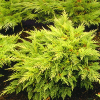 Можжевельник средний Мордиган Голд купить