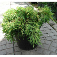 Ялівець середній 