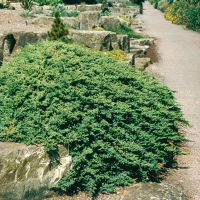 Можжевельник лежачий Нана купить