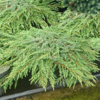 Можжевельник обыкновенный Грин Карпет купить