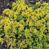 Можжевельник горизонтальный Голден Карпет купить