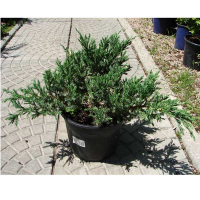 Ялівець китайський Експанса Варієгата купить