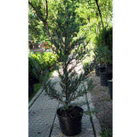 Можжевельник скальный Mунглоу купить