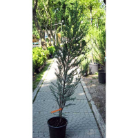 Можжевельник скальный Блю Эрроу купить