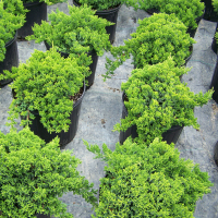 Можжевельник лежачий Нана купить