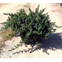 Можжевельник прибрежный Блю Пасифик купить