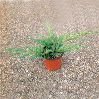 Можжевельник чешуйчатый Блю Карпет купить