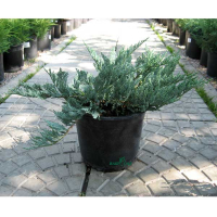 Можжевельник горизонтальный Блю Чип купить