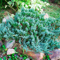 Ялівець Блю Чіп купить