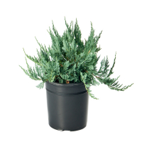 Можжевельник горизонтальный Блю Чип купить