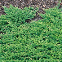 Можжевельник горизонтальный Принц Уэльский купить