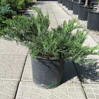 Можжевельник казацкий Рокери Джем купить