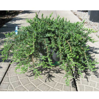 Можжевельник обыкновенный Грин Мантл купить