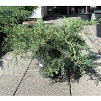 Ялівець середній 