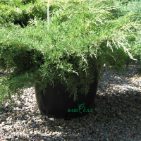 Можжевельник средний Голд Стар купить