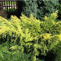 Можжевельник средний Голд Стар купить